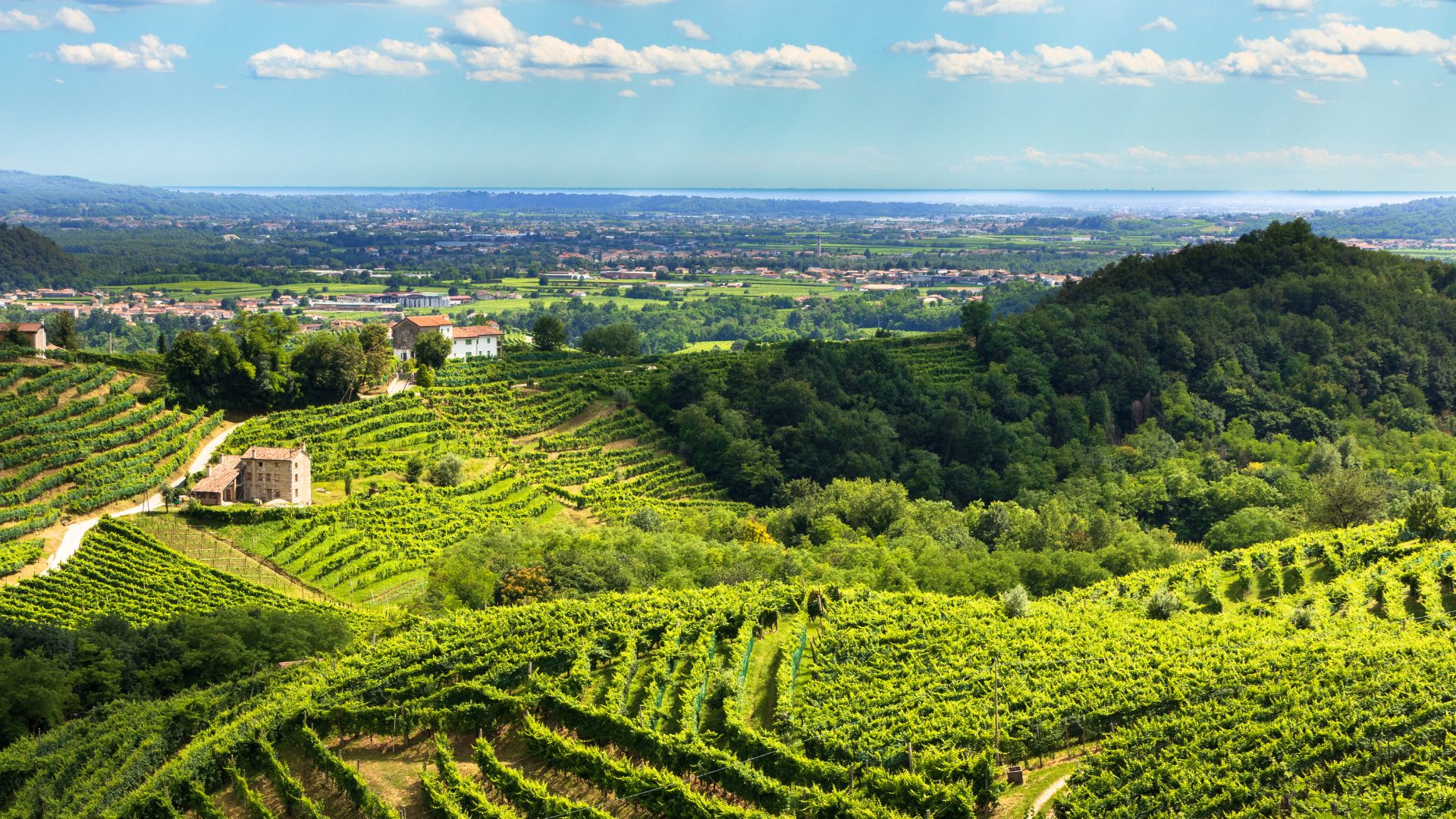 Visite guidate provincia di Treviso: panoramica su vigneti e colline verdi della Marca Trevigiana.